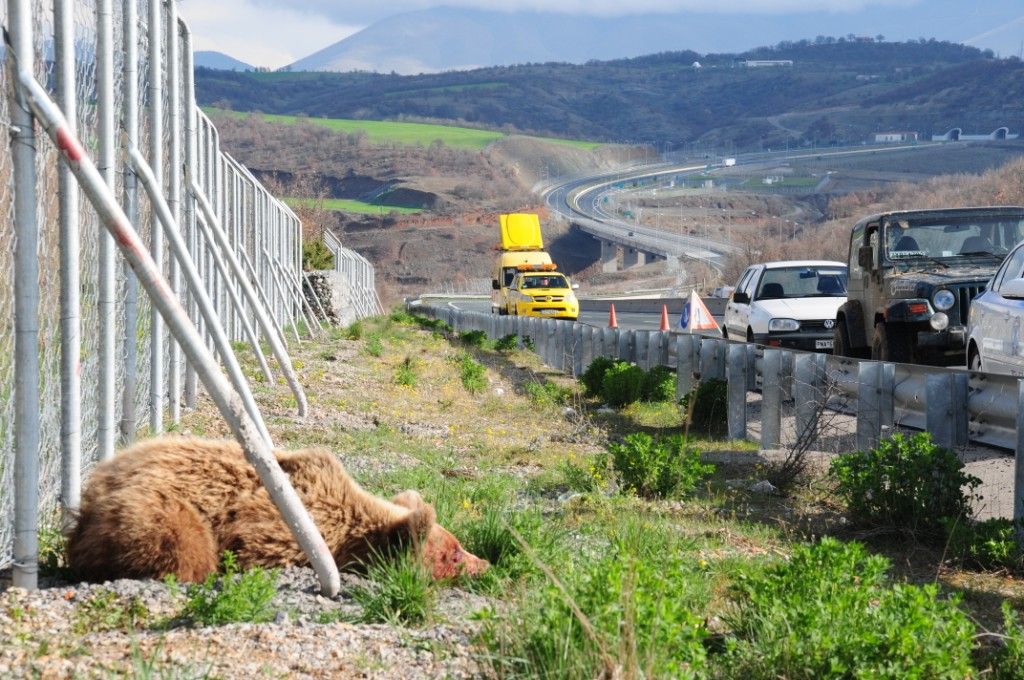 Γρεβενά: Πέθανε η αρκούδα που χτυπήθηκε από όχημα στην Εγνατία Οδό